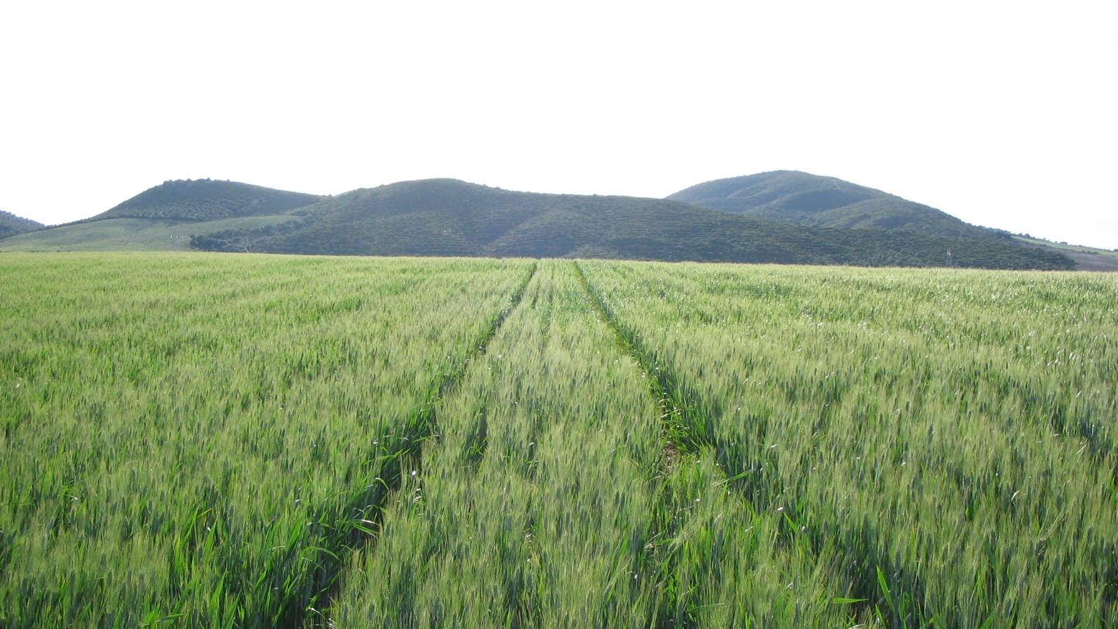 Campo de trigo bajo técnicas de Agricultura de Conservación